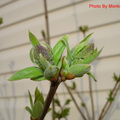 08 Lilac Buds