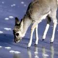 冰原找水的小藏羚