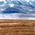 可可西裡草原上的藏羚