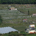 佳陽沖積扇大部份地方種植甜柿，相片中央條狀約８分地（右側有紅頂白色屋子）是所造訪的目的地。