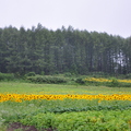 2011 北海道