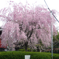 滿街櫻花,滿地櫻花,滿處櫻花...
我在上野公園.皇居...