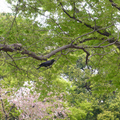 東京超多烏鴉，特別是上野公園與池袋。