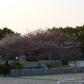 連體育館前都有櫻花樹，東京只要能夠種樹的地方，幾乎都會被拿來種櫻花造景。