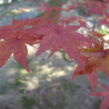2008秋季-日本岡山之旅 - 1