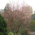 綻放的櫻花樹