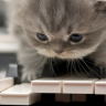 貓在鋼琴上