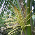 Coconut flowers