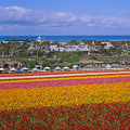 Carlsbad Flower Field (from internet)