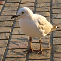 A long Seagull