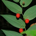 鮮紅色的漿果從每一片鮮綠色葉片背面的基部下垂，紅與綠皆極飽和，葉片約7~8x2~3cm即使植株只是不到30公分高藏在草叢中的矮株，仍然極為搶眼。