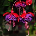 剛開的花，花瓣跟花萼都呈現鮮紅色，隨著花期到花瓣就轉成這個艷紫色，花柱比雄蕊長很多，助頭膨大呈白色，更增造型的立體感。