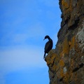 2011 Autumn cormorant