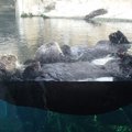 可愛的 sea otter