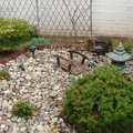 這是塊後院死角做個日本花園來遮醜！謝謝光臨！