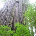 巨爺密室redwood1