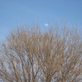 樹與月1