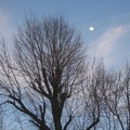樹與月2