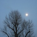 樹與月4