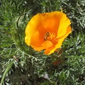 加州罌粟花1