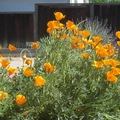 加州罌粟花3