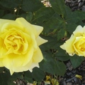 黃玫瑰2