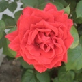 紅玫瑰2