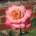 粉玫瑰2
