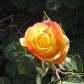 彩玫瑰2