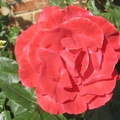 紅玫瑰3