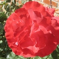 紅玫瑰1
