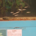 台灣淡水魚博物館2
