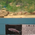 台灣淡水魚博物館3