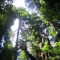紅木森林2