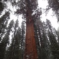 巨杉2