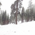 Sequoia樹與雪