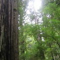 紅木-California State Tree