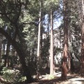 Berkeley紅木
