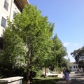 Berkeley水杉