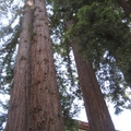 UCSC 紅杉-California State Tree