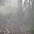 在密林濃霧裡 望見飄落於泥濘山徑上的落花