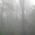 鵝公髻山 密林中濃得化不開的霧氣