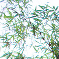 金絲竹學名：Bambusa vulgaris var. striata屬：禾本科，原產地：非洲，是單子葉植物。