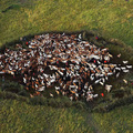 肯亞馬賽馬拉國家公園附近的牛