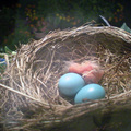 第一隻小鳥是在6月9日晚11時左右孵出的.