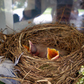 小鳥在牠們的爸媽悉心照顧下，大部份的時間都是張著大嘴睡覺. 由於鳥爸媽喂得很殷勤， 吃吃睡睡長得很快。