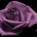紫玫瑰三