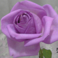 紫玫瑰四