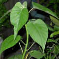 樹牵牛( Ipomoea fistulosa )别名南美旋花，常绿木本植物之生態。