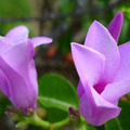 紫蟬花的生態